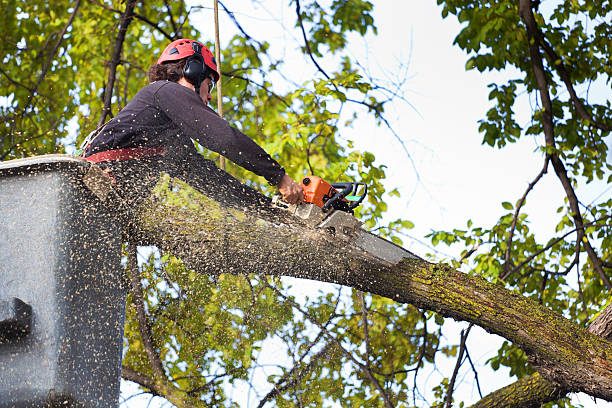 Residential Tree Removal in Snyderville, UT